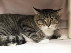 Shelter Stray Male Cat last seen Near BLOCK 101ST DR, 5501 E Van Buren St, Phoenix, AZ 85008, USA