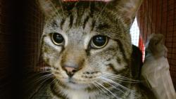 Shelter Stray Male Cat last seen Near BLOCK SW 6 AVE, 3599 NW 79th Ave, Doral, FL 33122, USA