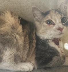 Shelter Stray Female Cat last seen , 600 Aviation Dr, Camarillo, CA 93010, USA
