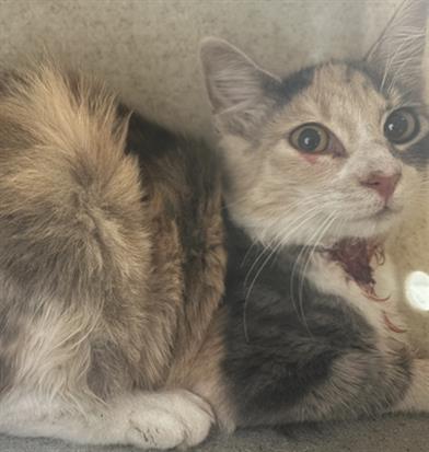 Shelter Stray Female Cat last seen , 600 Aviation Dr, Camarillo, CA 93010, USA