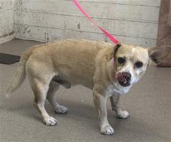 Shelter Stray Male Dog last seen ALDER AND VALENCIA, 333 Chandler Pl, San Bernardino, CA 92408, USA
