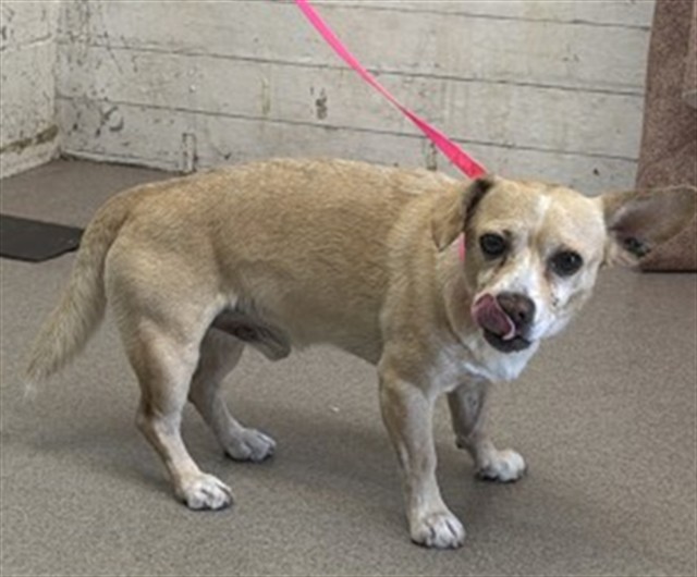 Shelter Stray Male Dog last seen ALDER AND VALENCIA, 333 Chandler Pl, San Bernardino, CA 92408, USA