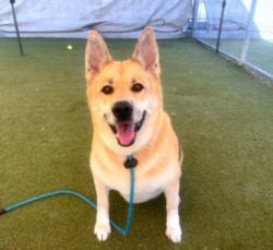 Shelter Stray Female Dog last seen , 11361 W Pico Blvd, Los Angeles, CA 90064, USA