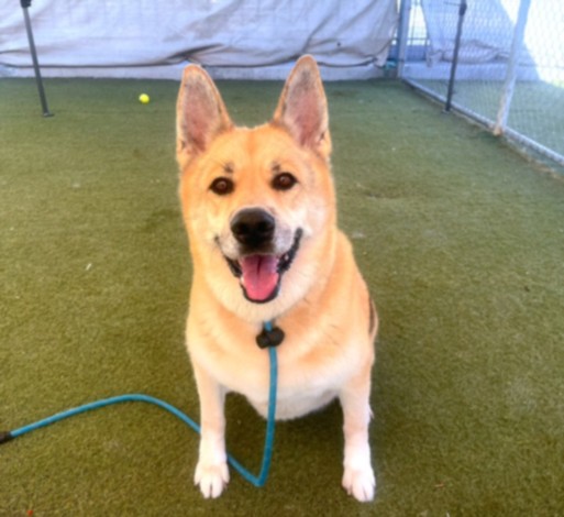 Shelter Stray Female Dog last seen , 11361 W Pico Blvd, Los Angeles, CA 90064, USA
