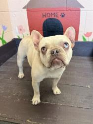 Shelter Stray Female Dog last seen , 31044 Charlie Canyon Rd, Castaic, CA 91384, USA