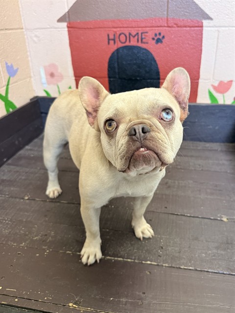 Shelter Stray Female Dog last seen , 31044 Charlie Canyon Rd, Castaic, CA 91384, USA