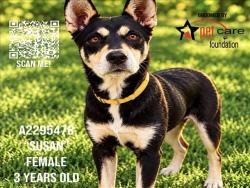 Shelter Stray Female Dog last seen , 1850 W 60th St, Los Angeles, CA 90047, USA