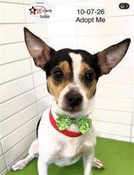 Shelter Stray Male Dog last seen , 1850 W 60th St, Los Angeles, CA 90047, USA