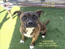 Shelter Stray Male Dog last seen , 1850 W 60th St, Los Angeles, CA 90047, USA