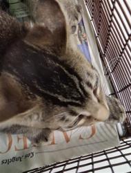 Shelter Stray Male Cat last seen , 1850 W 60th St, Los Angeles, CA 90047, USA