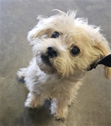 Shelter Stray Male Dog last seen , 1850 W 60th St, Los Angeles, CA 90047, USA