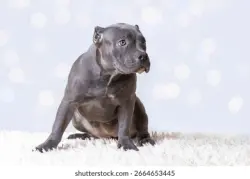 Lost Female Dog last seen Near Willowbrook Rd Roscoe Illinois, Roscoe, IL 61073