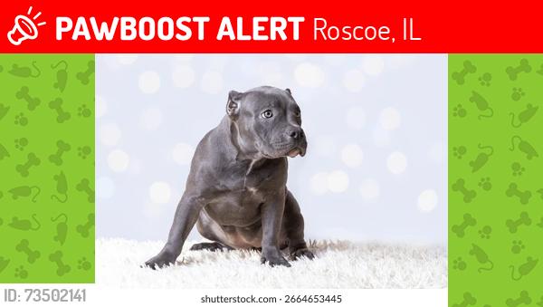 Lost Female Dog last seen Near Willowbrook Rd Roscoe Illinois, Roscoe, IL 61073