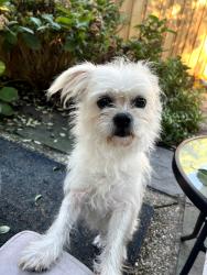 Found/Stray Male Dog last seen Bolton Hill Nursery, Baltimore, MD 21217
