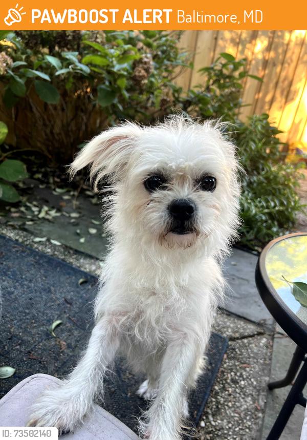 Found/Stray Male Dog last seen Bolton Hill Nursery, Baltimore, MD 21217