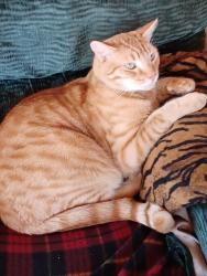 Lost Male Cat last seen Robin rd., Covington, GA 30016