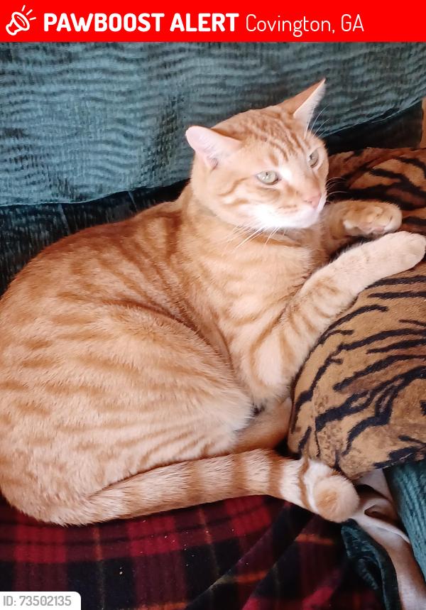 Lost Male Cat last seen Robin rd., Covington, GA 30016