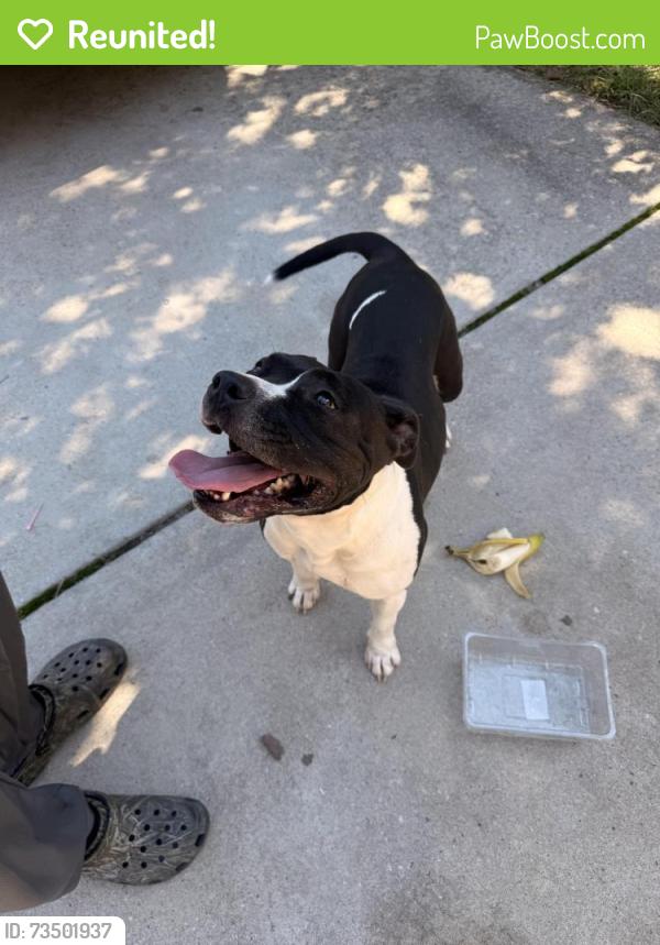 Reunited Female Dog last seen Auburn hills dr and Cranwell ct, Greensboro, NC 27407