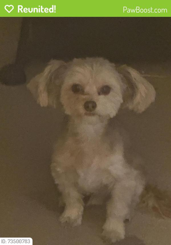 Reunited Male Dog last seen West lake middle school, granger high school, West Valley City, UT 84119