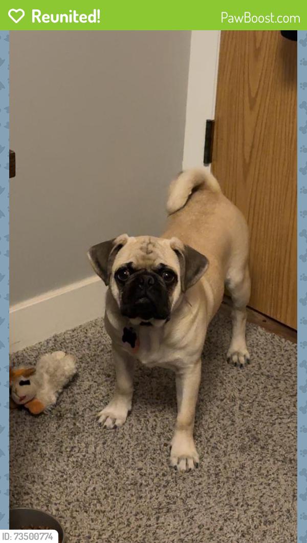 Reunited Male Dog last seen By granger high school and west lake middle school, West Valley City, UT 84119