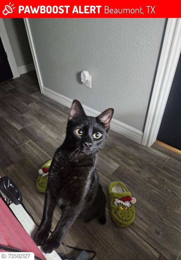 Lost Male Cat last seen Forest Glen and holiday, Beaumont, TX 77713