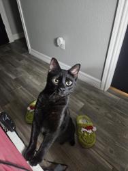 Lost Male Cat last seen Forest Glen and holiday, Beaumont, TX 77713