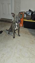 Found/Stray Female Dog last seen Rebel rd & Beulah church rd, Pensacola, FL 32526