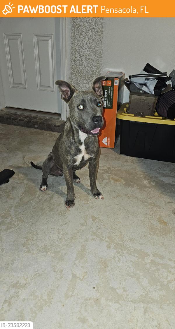Found/Stray Female Dog last seen Rebel rd & Beulah church rd, Pensacola, FL 32526