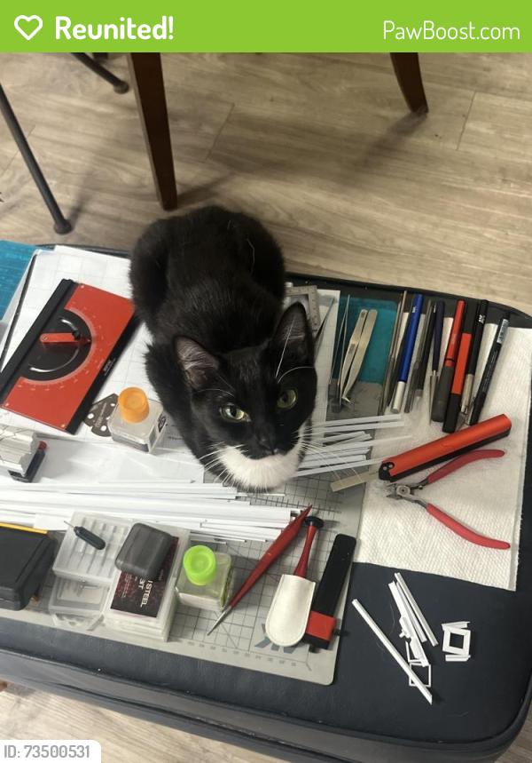 Reunited Female Cat last seen Burich and San Pablo (Meadows Apts), Citrus Heights, CA 95610