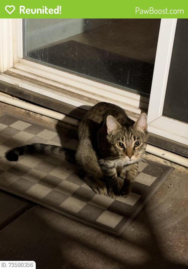 Reunited Female Cat last seen Three Chimneys Way, Oakdale, CA 95361