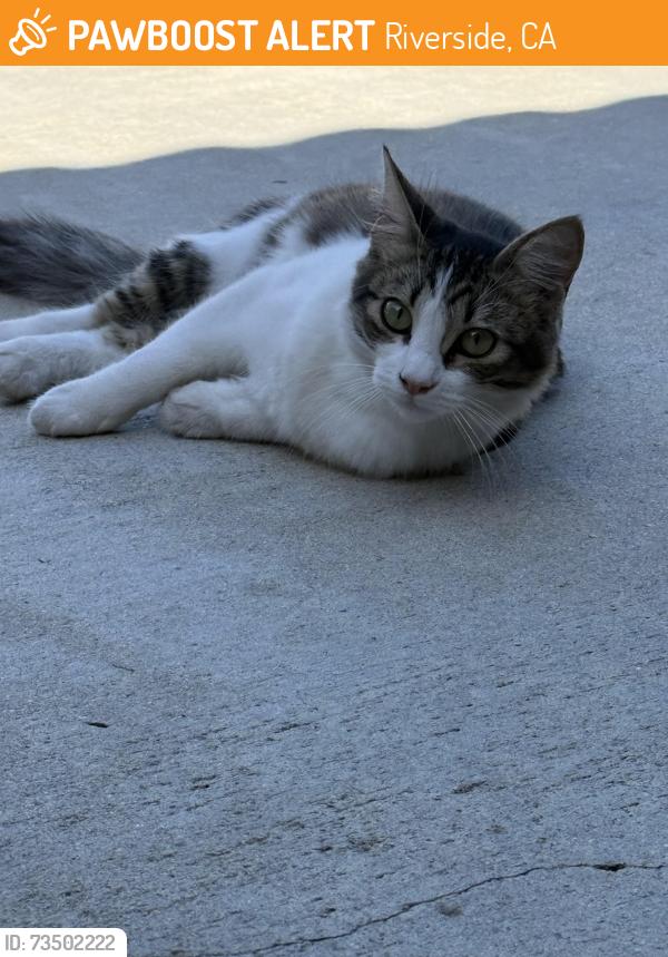 Found/Stray Unknown Cat last seen Zuma Pl, Riverside, CA 92509