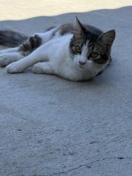 Found/Stray Unknown Cat last seen Zuma Pl, Riverside, CA 92509