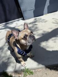 Reunited Male Dog last seen Littlerock near avenue T4, Littlerock, CA 93543