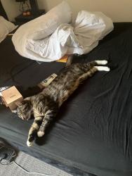 Reunited Male Cat last seen Lodgecauseway, Bristol City, England BS16 3NL