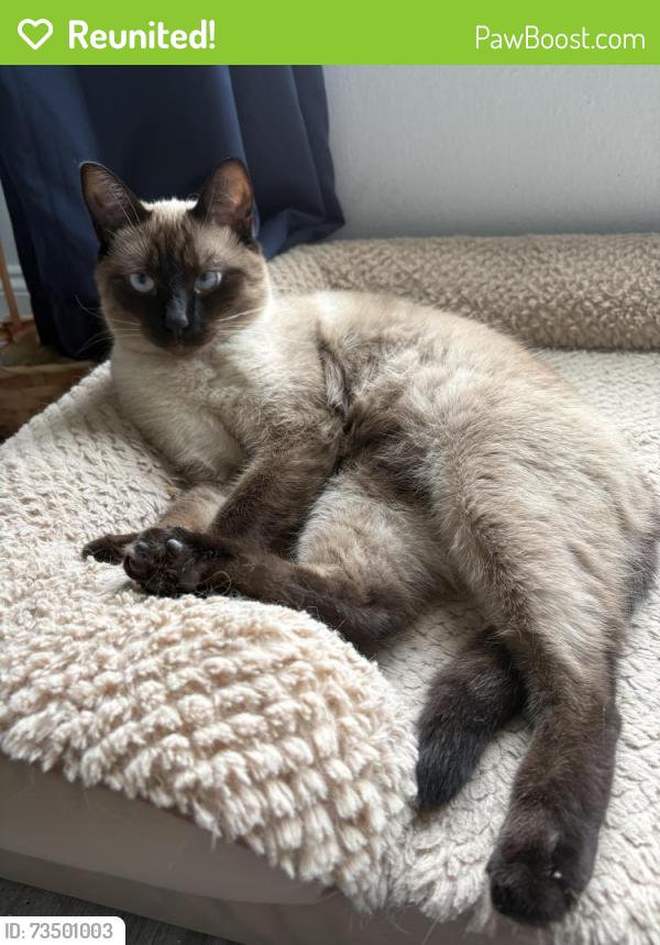 Reunited Female Cat last seen Near Augusta way Kissimmee, Kissimmee, FL 34746