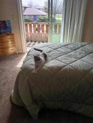Reunited Female Cat last seen Back of cloverleaf apmts, Indianapolis, IN 46241