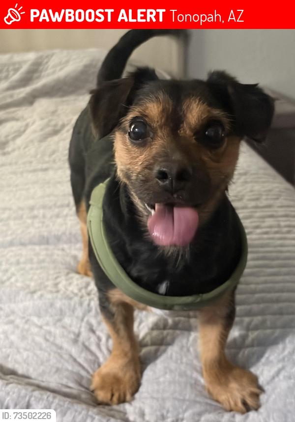 Lost Male Dog last seen Tonto and Harquahala Rd, Tonopah, AZ 85354