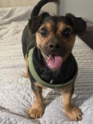 Lost Male Dog last seen Tonto and Harquahala Rd, Tonopah, AZ 85354