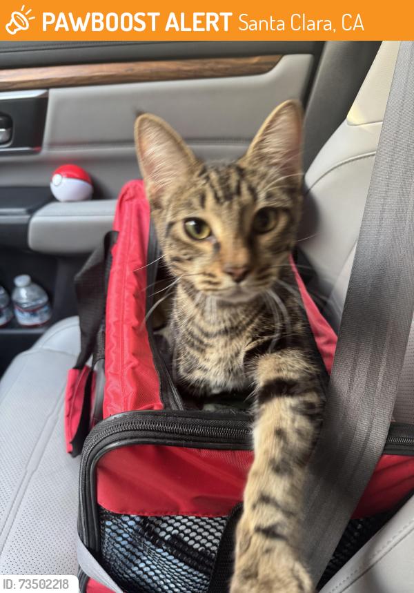 Found/Stray Male Cat last seen Douglane Aveand Cecil behind Jack In The Box, Santa Clara, CA 95050
