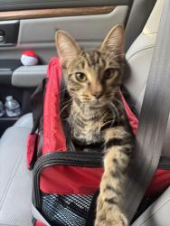 Found/Stray Male Cat last seen Douglane Aveand Cecil behind Jack In The Box, Santa Clara, CA 95050