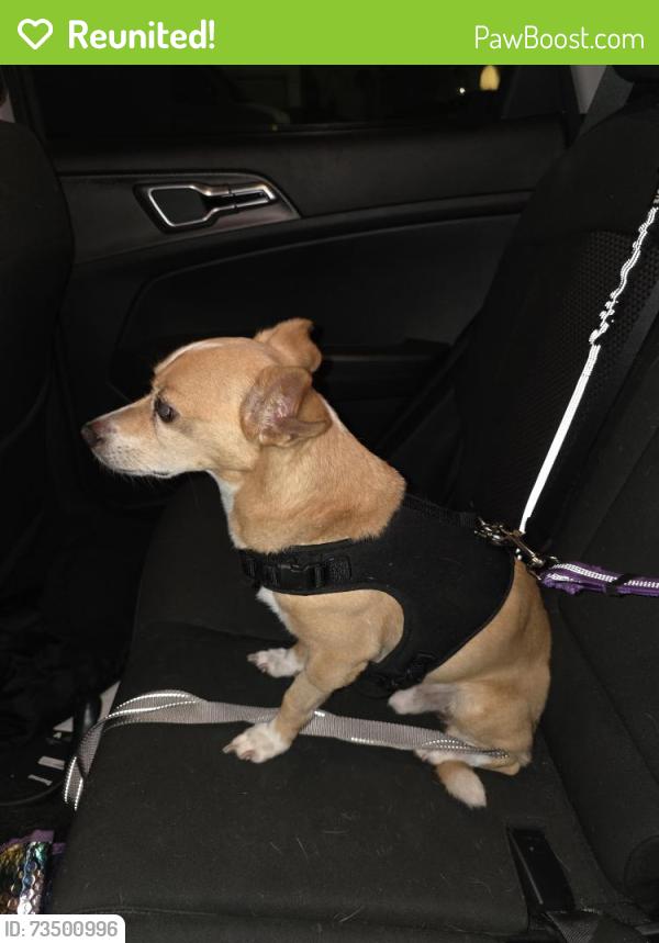 Reunited Male Dog last seen West colonial and s. Park ave, Winter Garden, FL 34787