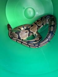 Shelter Stray Unknown Snake last seen West Town Mall, City of Knoxville ASO, TN, 3201 Division St, Knoxville, TN 37919, USA