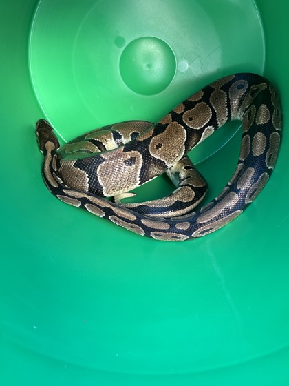 Shelter Stray Unknown Snake last seen West Town Mall, City of Knoxville ASO, TN, 3201 Division St, Knoxville, TN 37919, USA