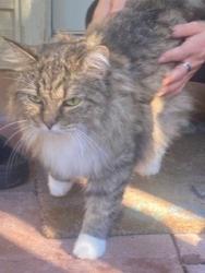 Shelter Stray Female Cat last seen Centreville, VA 20120, Croatan Dr & Sully Park Dr, Fairfax County, VA, 4500 West Ox Rd, Fairfax, VA 22030, USA