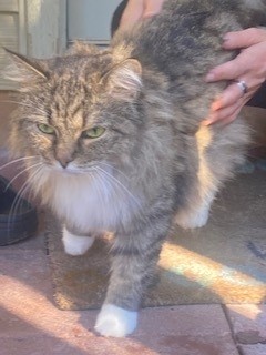 Shelter Stray Female Cat last seen Centreville, VA 20120, Croatan Dr & Sully Park Dr, Fairfax County, VA, 4500 West Ox Rd, Fairfax, VA 22030, USA