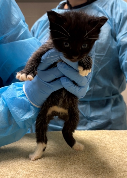 Shelter Stray Male Cat last seen Springfield,22310 - Rose Hill Dr + Leewood Dr, Fairfax County, VA, 4500 West Ox Rd, Fairfax, VA 22030, USA