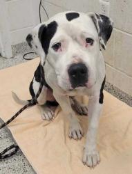 Shelter Stray Male Dog last seen Near Topping, 64126, MO, 7077 Elmwood Ave, Kansas City, MO 64132, USA
