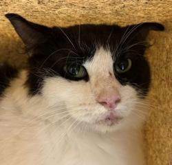 Shelter Stray Male Cat last seen Rose Cir and Manson, City of College Station, TX, 5359 Leonard Rd, Bryan, TX 77807, USA