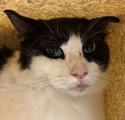 Shelter Stray Male Cat last seen Rose Cir and Manson, City of College Station, TX, 5359 Leonard Rd, Bryan, TX 77807, USA