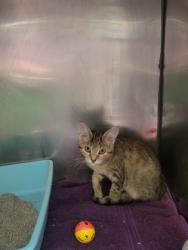 Shelter Stray Unknown Cat last seen 106th/Lantern Rd, Fishers City, IN, 10501 Hague Rd, Fishers, IN 46038, USA